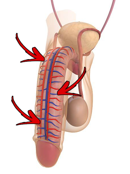 Anatomia Masculina Men Balance Pro